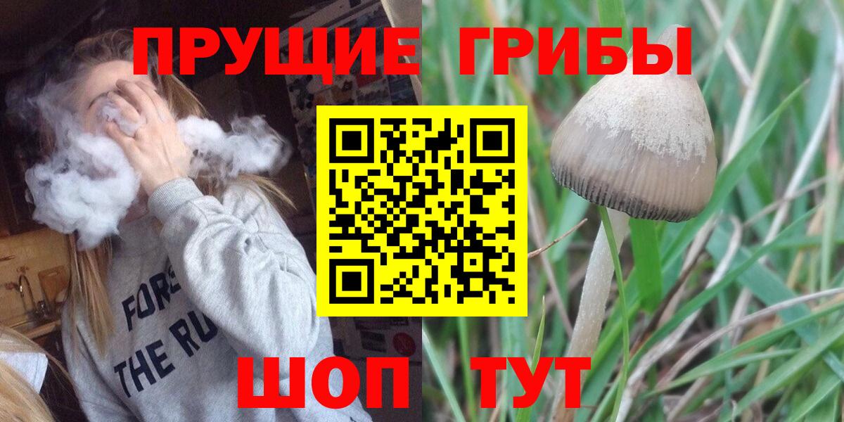 Псилоцибиновые грибы Psilocybe Шахты
